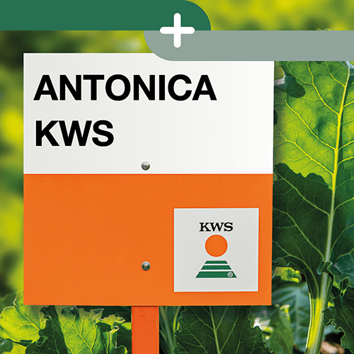 antonica KWS