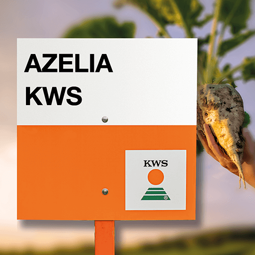 azelia KWS