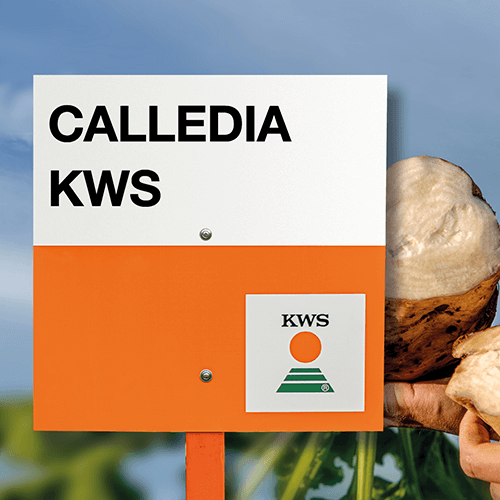 calledia KWS