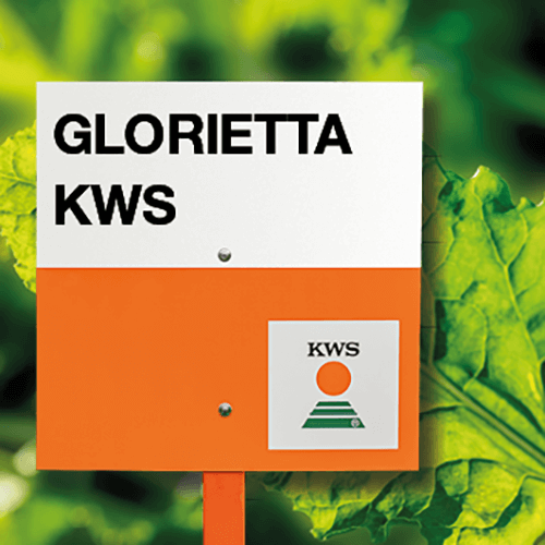 glorietta KWS