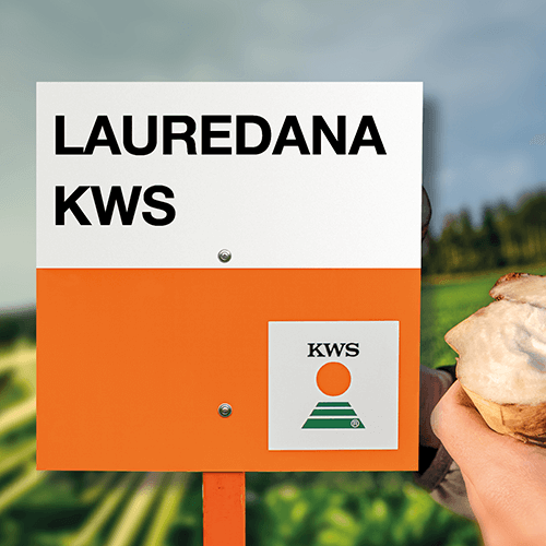 lauredana KWS