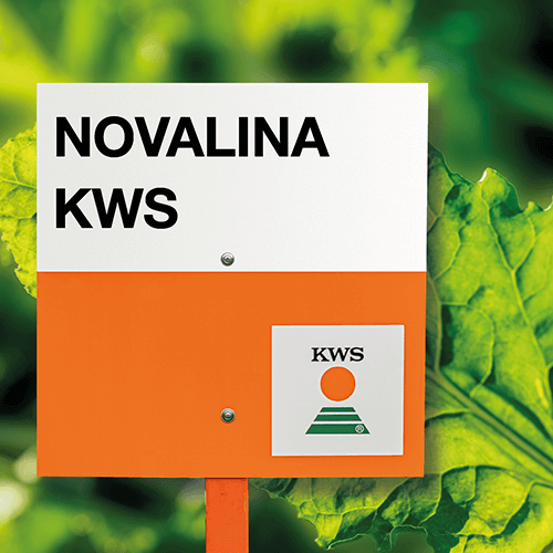novalina KWS